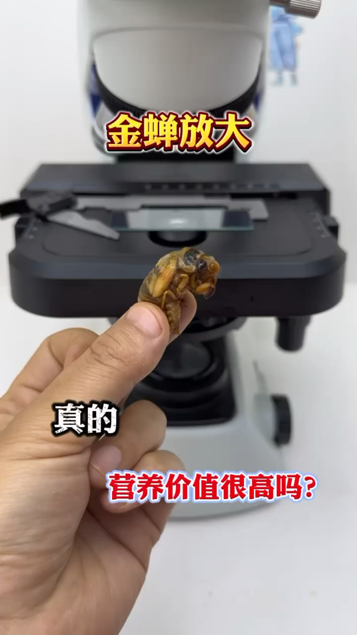 金蝉真的营养价值很高吗?