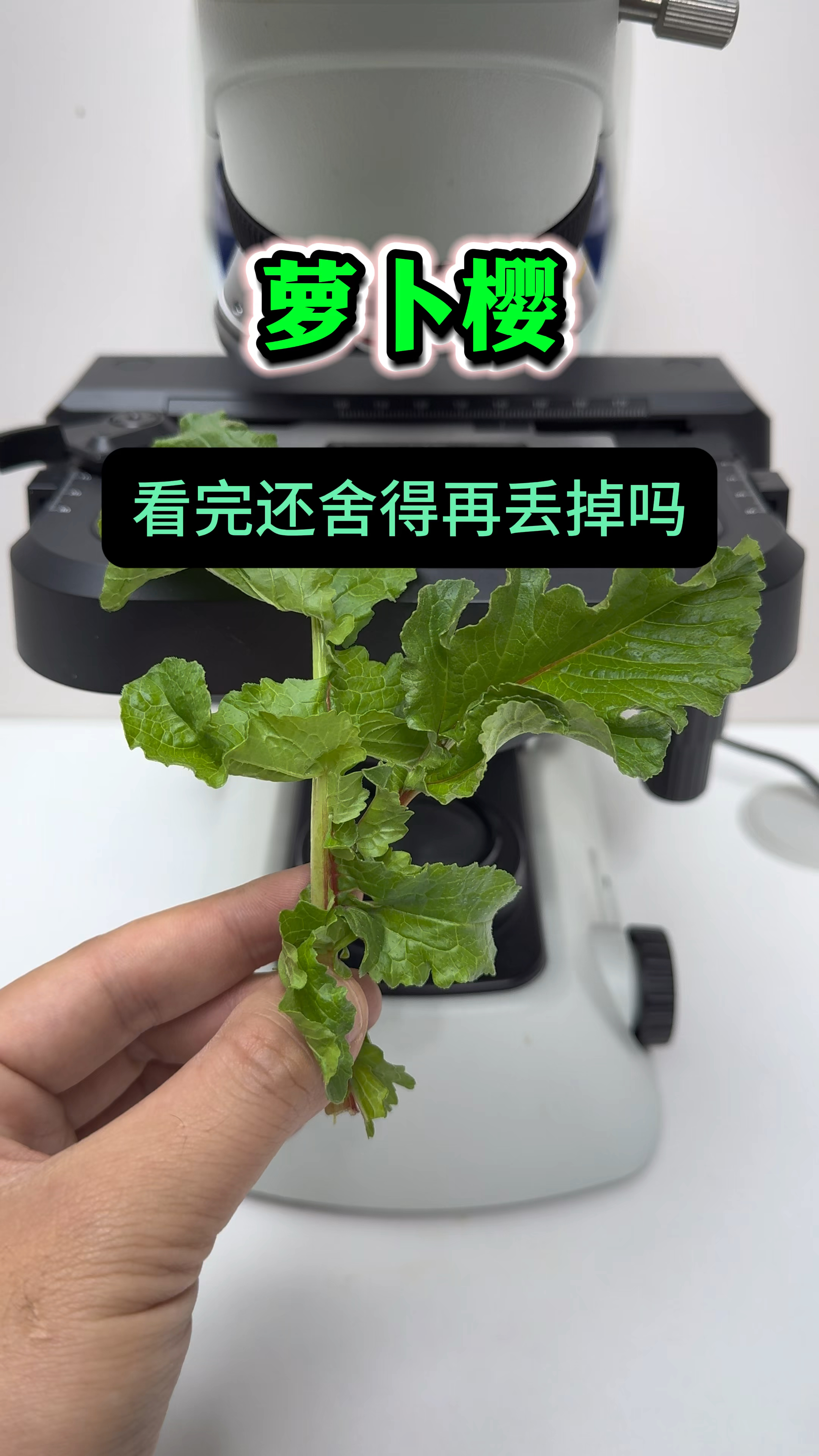 萝卜缨真的营养价值很高吗