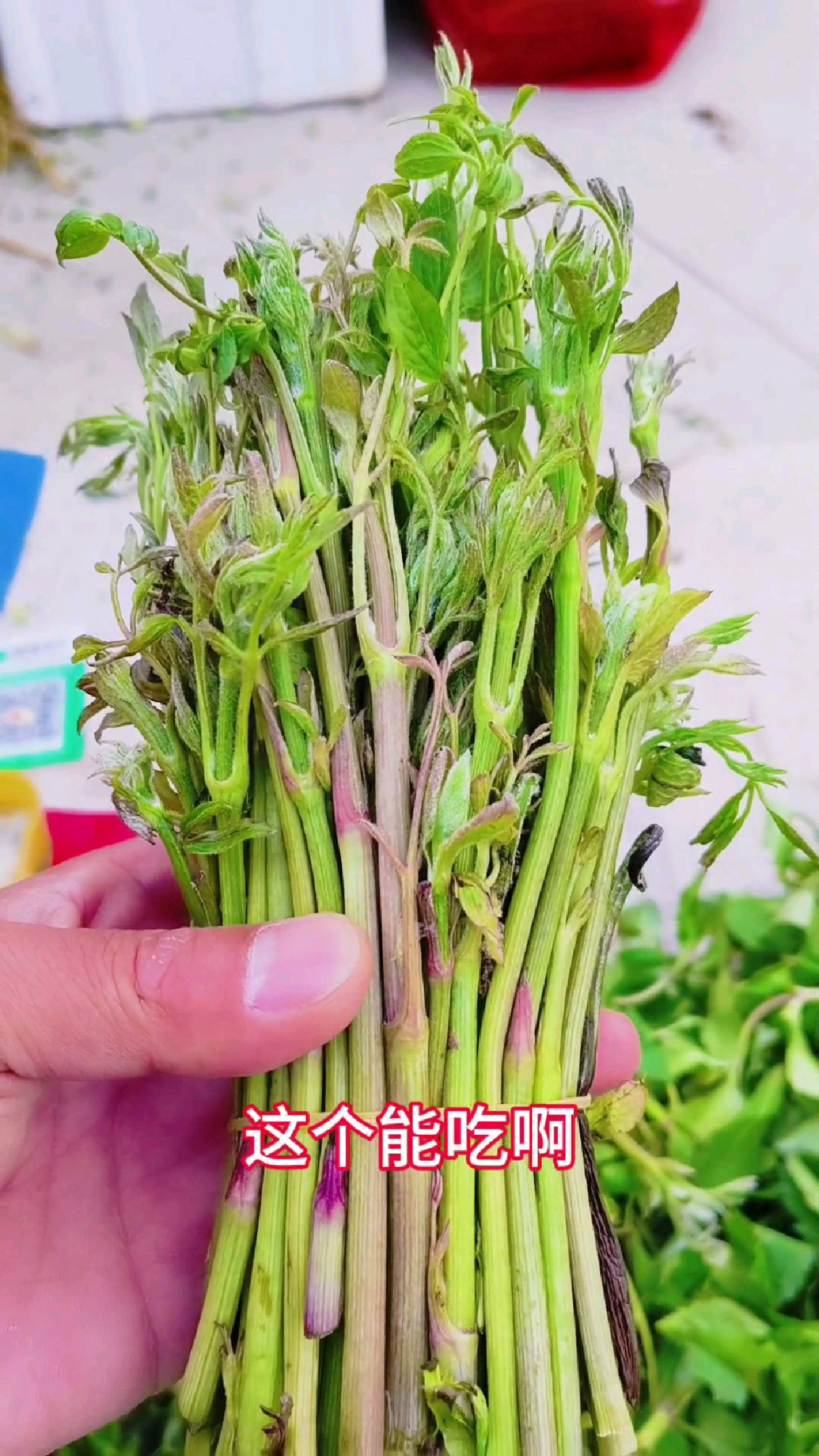 东北山菜大全了,吃过哪种