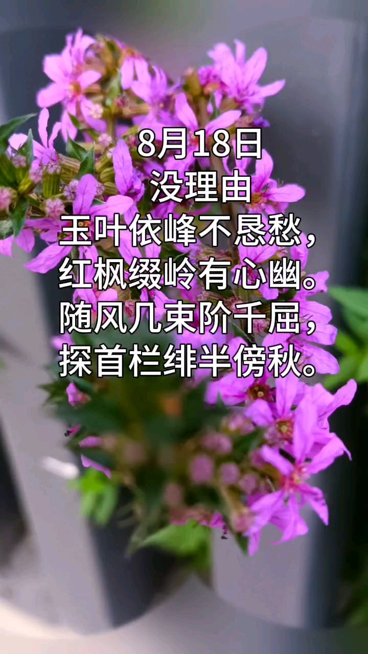 《栏杆边的千屈菜花》8月18日