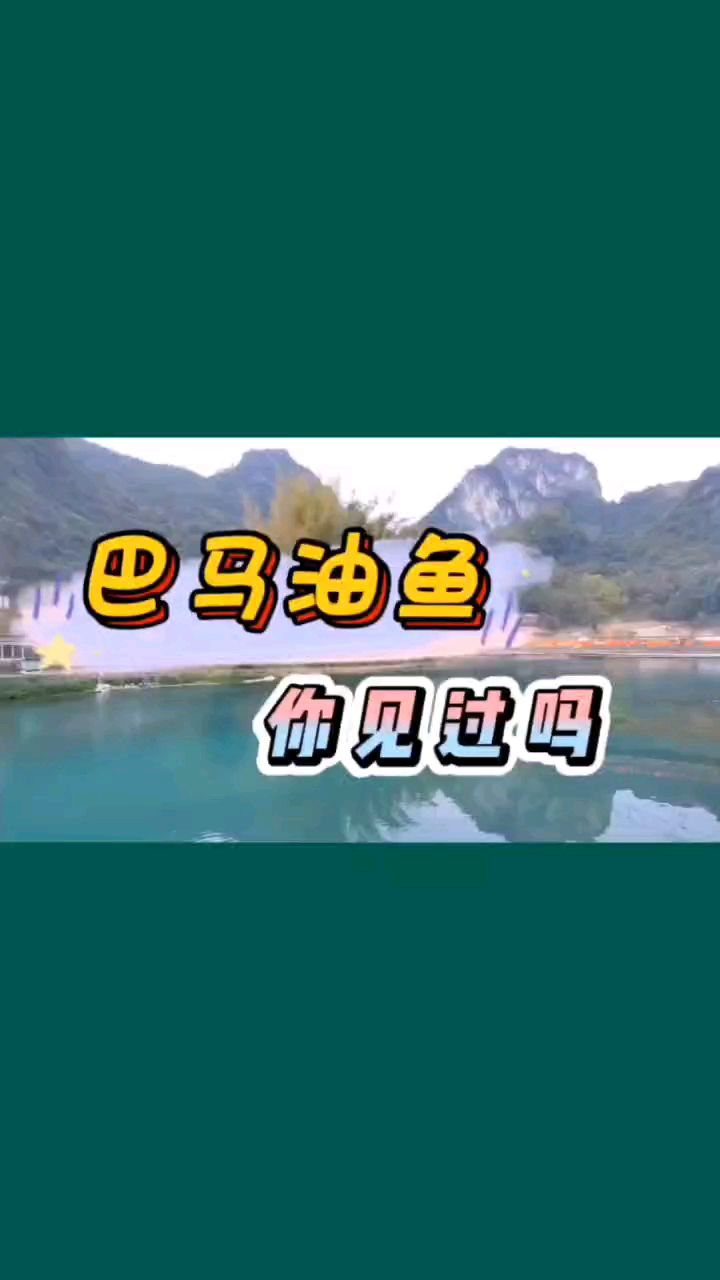 巴马油鱼，你见过吗？