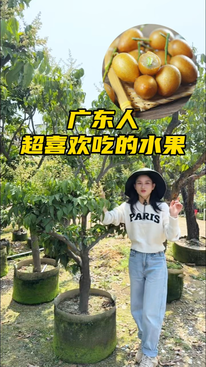 酸甜好吃,美味又解腻,益处多多的鸡心黄皮#黄皮#鸡心黄皮#果苗