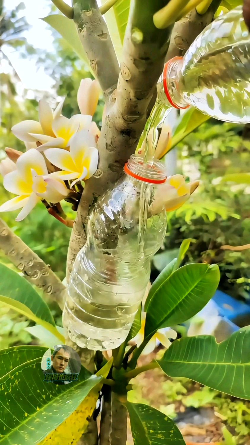 亲测有效！鸡蛋花高压水培，树枝秒成独立苗