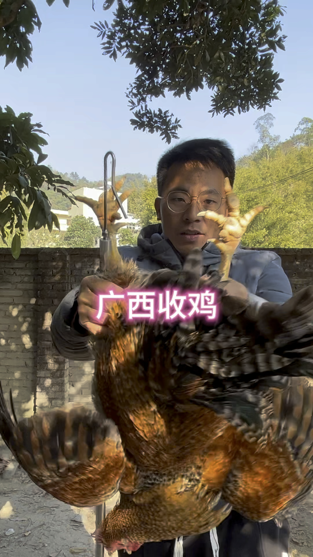 今天到广西大伦收鸡,来看看这些一年多的金芦花鸡漂亮不