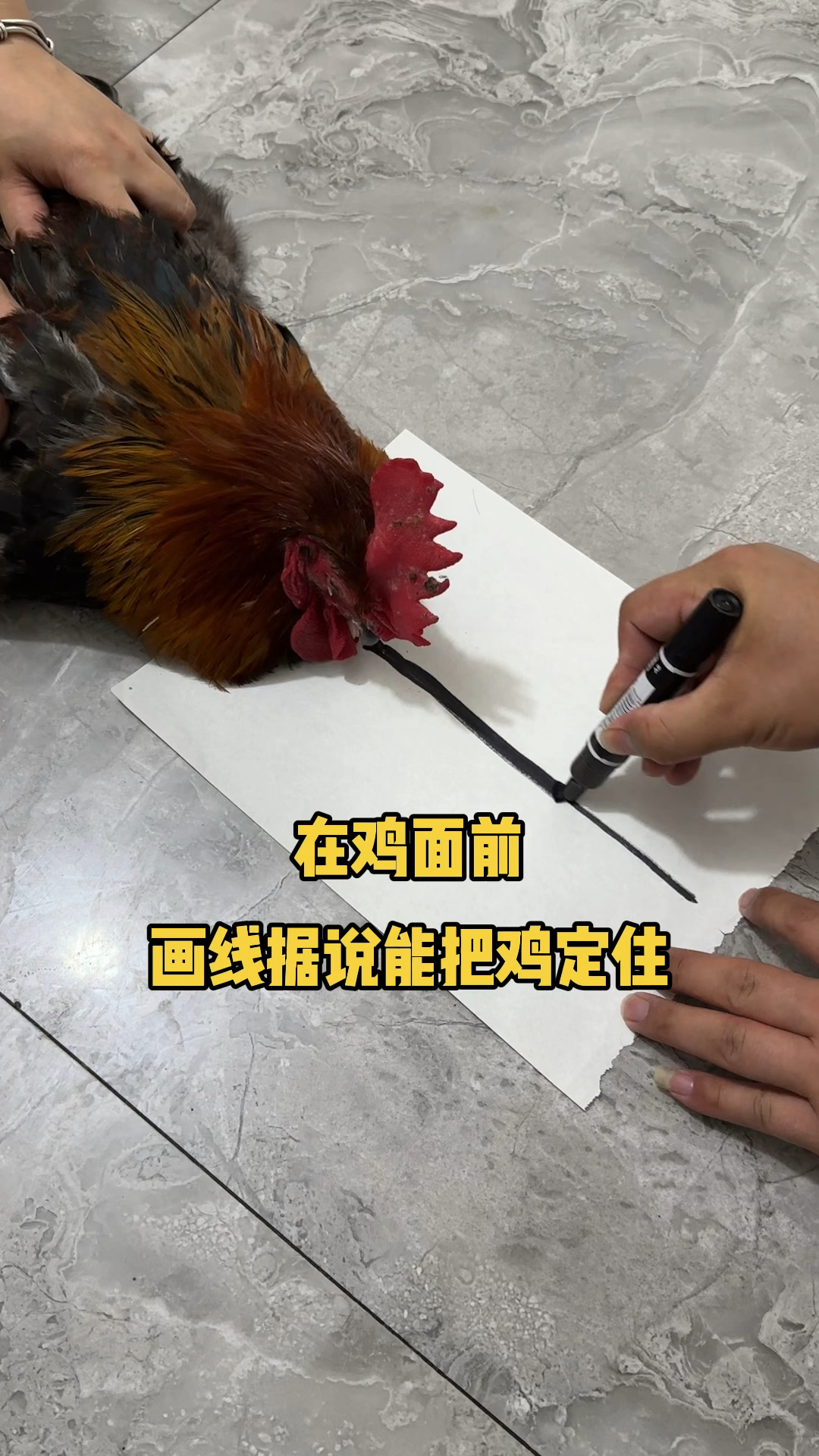 在鸡面前画线据说能把鸡定住