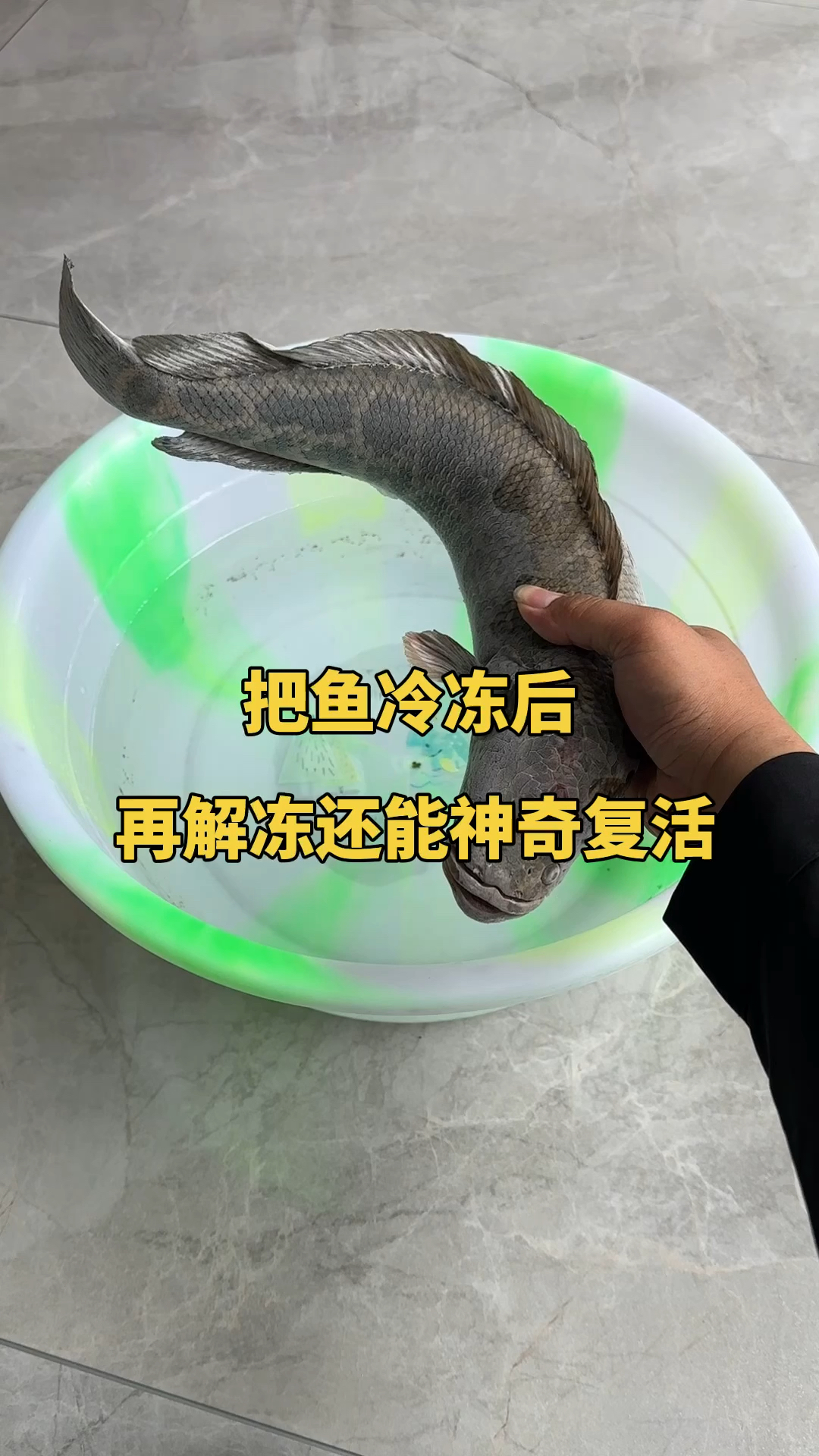 把鱼冷冻后,再解冻还能神奇复活