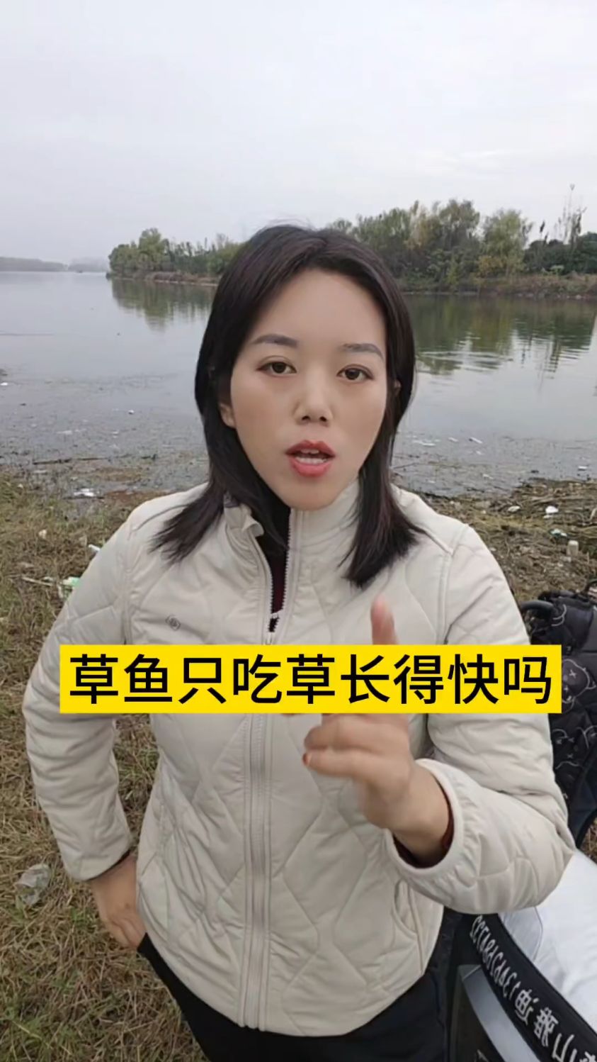 草鱼只吃草吗？您知道吗