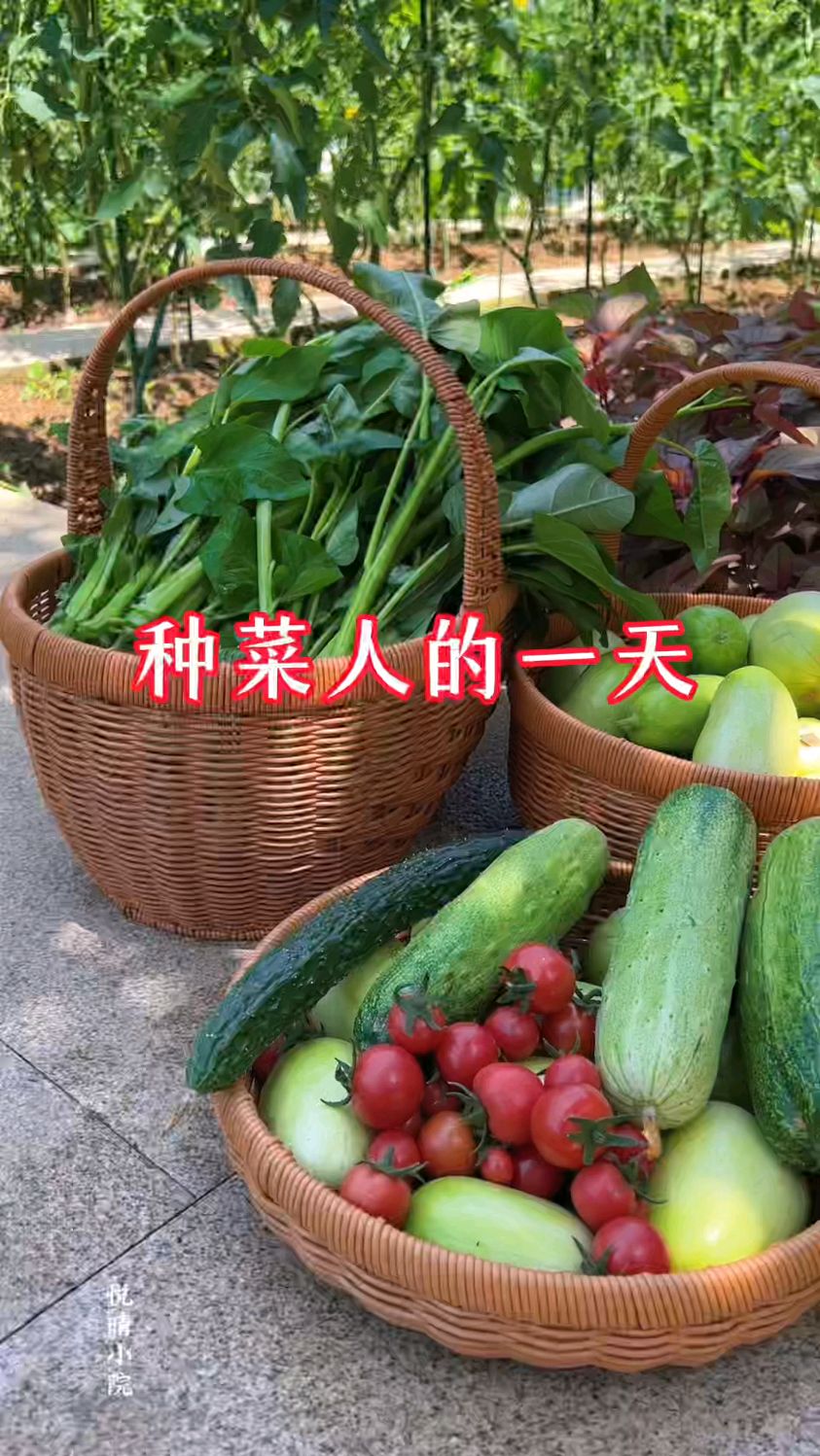 种菜人的一天是怎么过,有跟我一样的朋友吗