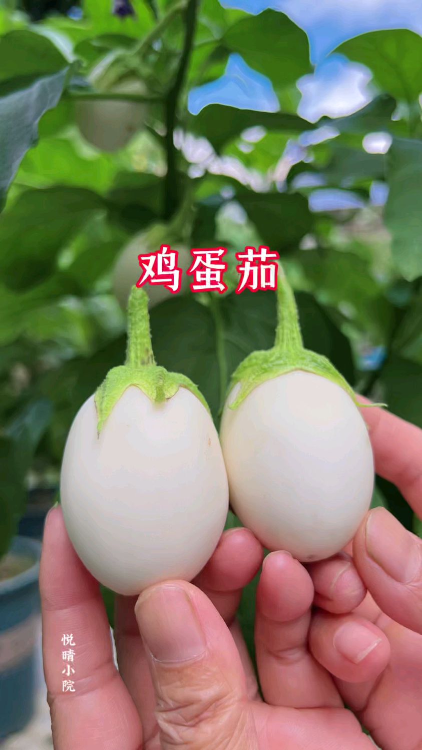 长得像鸡蛋的茄子大家有种过吗