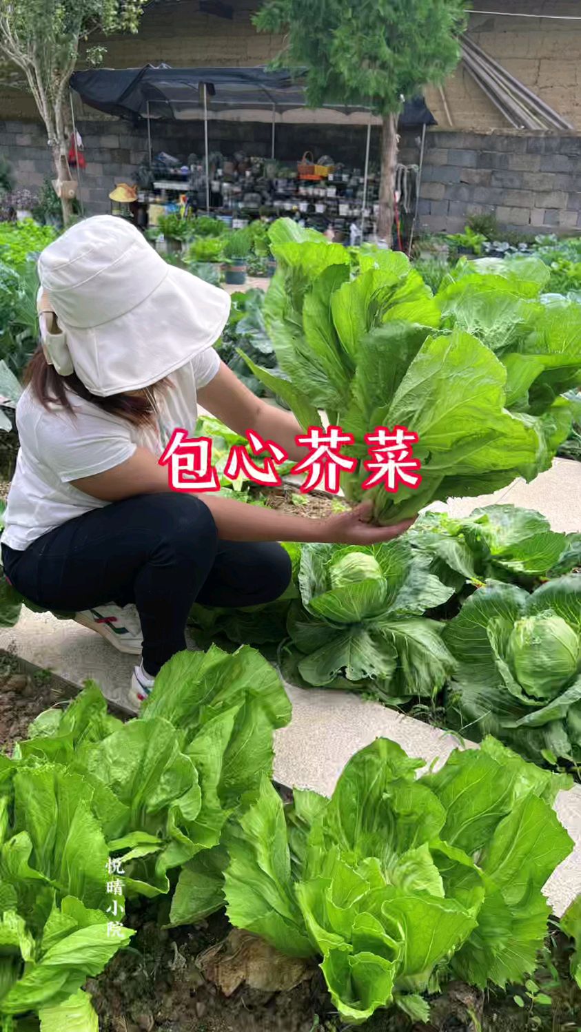 又到种植包心芥菜的时候了,用来做酸菜下饭又开胃