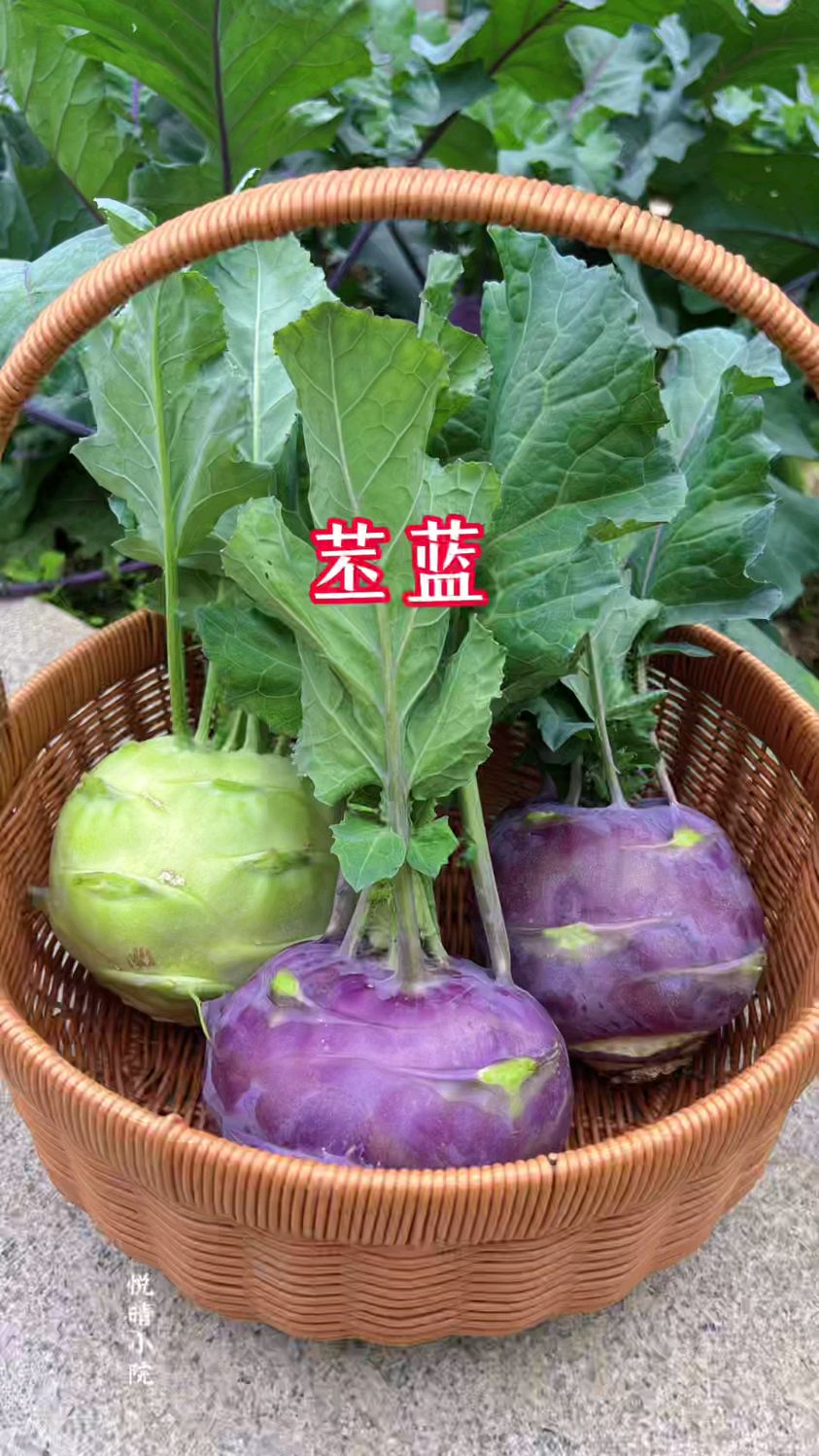 苤蓝是一款吃菜头的蔬菜,大家有吃过吗