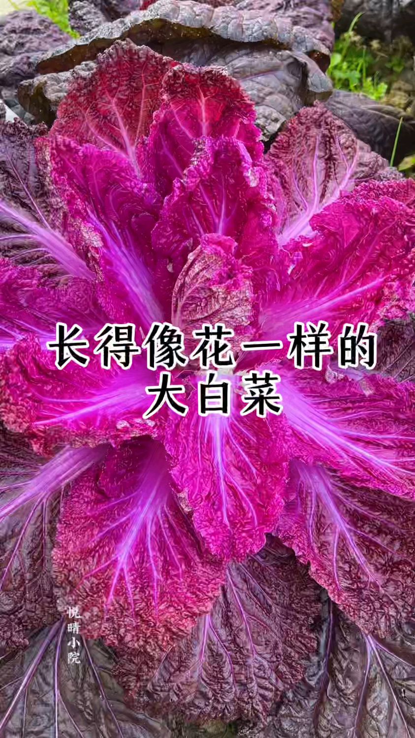 长得像花一样好看的大白菜,大家有种过吗