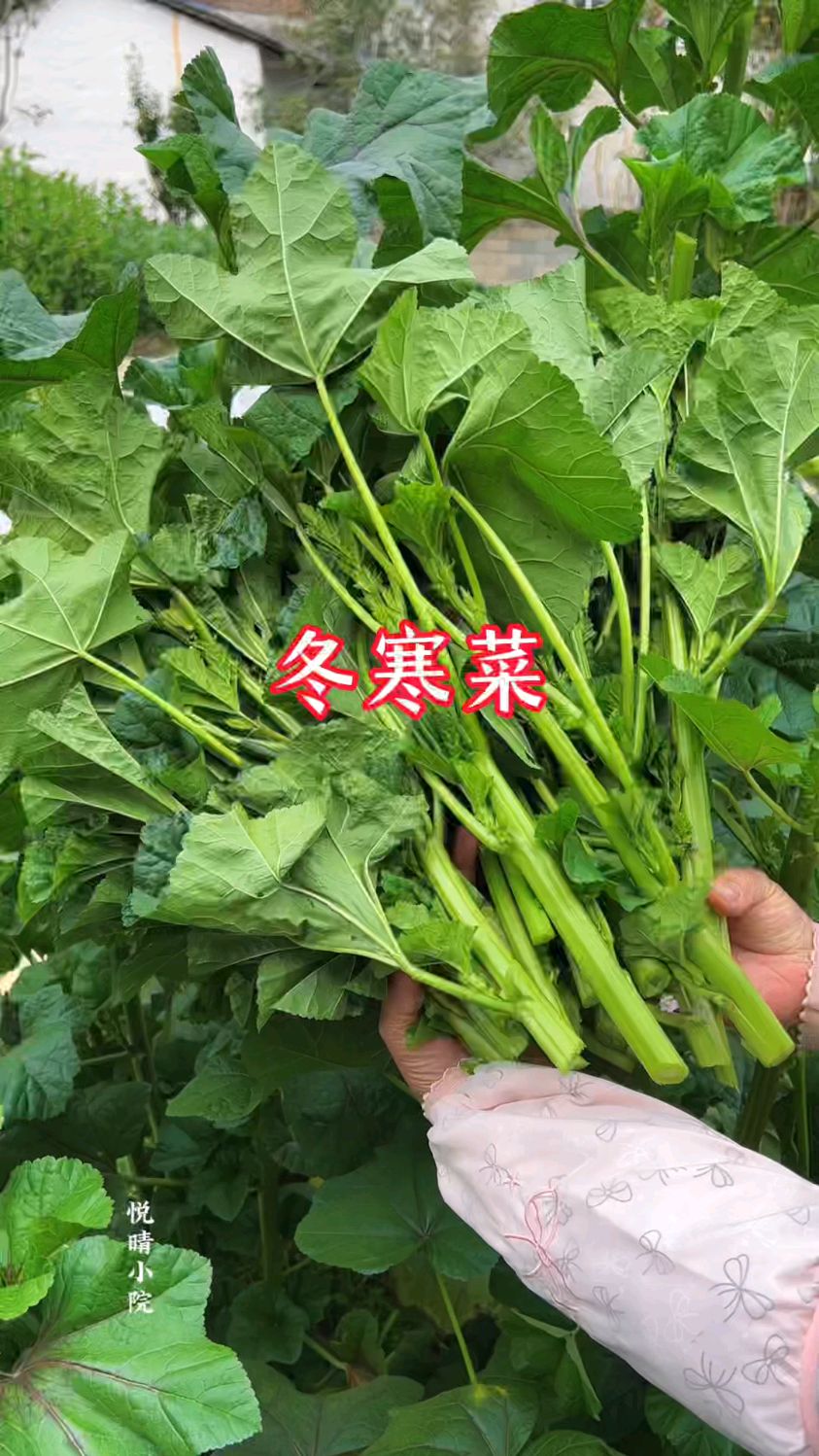 适合秋冬季节种植的蔬菜冬寒菜