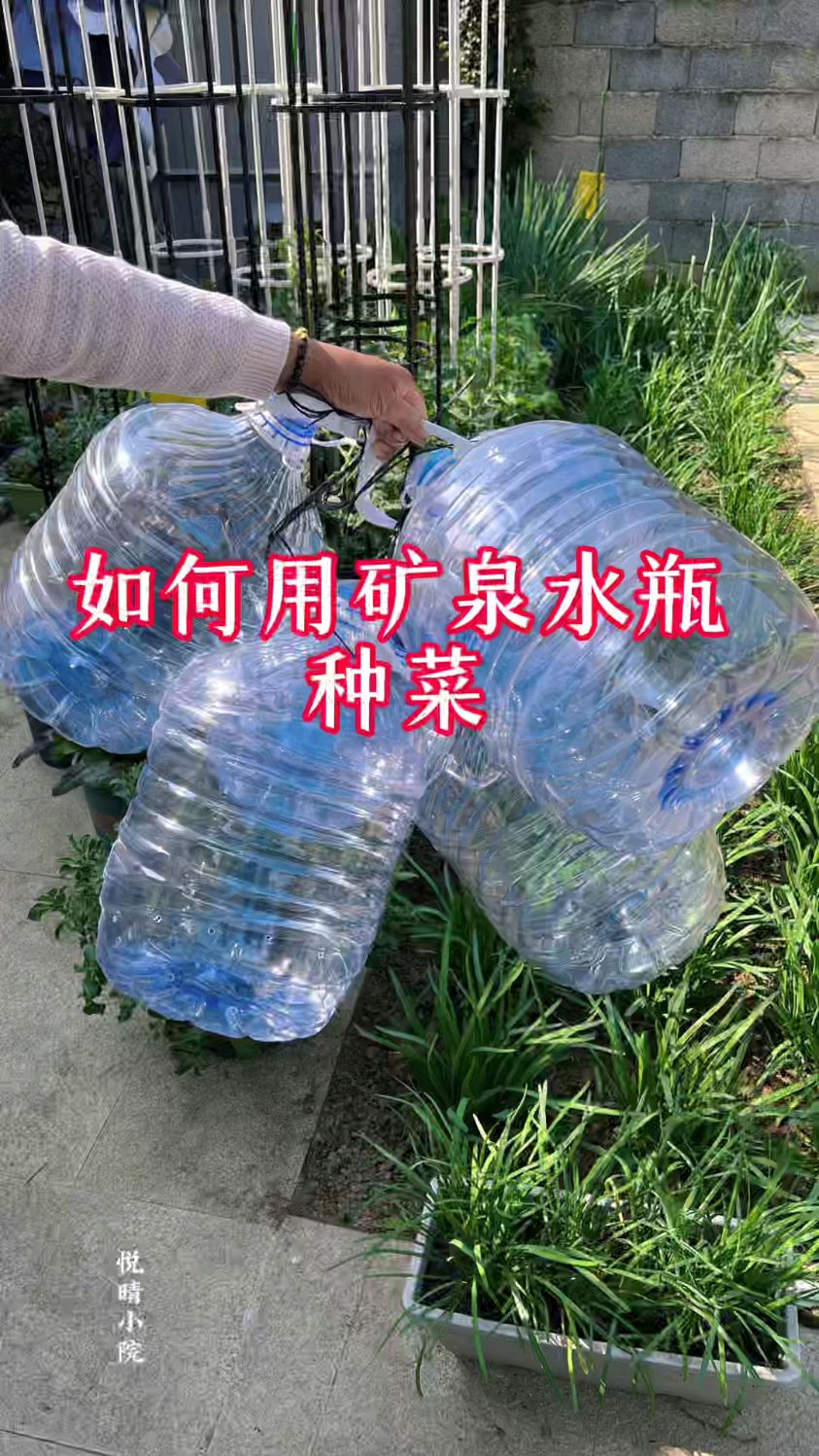 如何用矿泉水瓶种菜