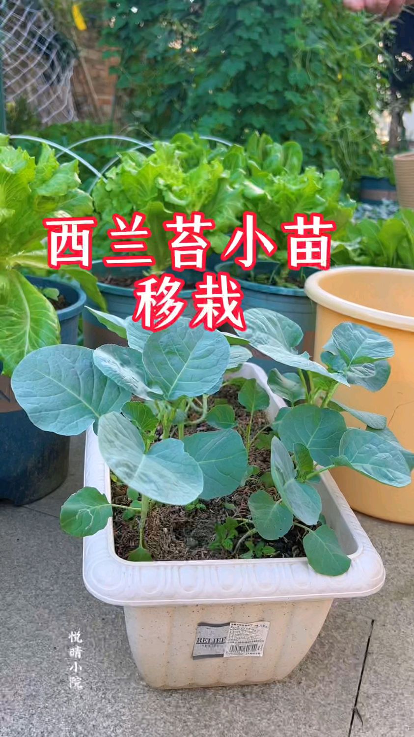 西兰苔的小苗要怎么移栽种植