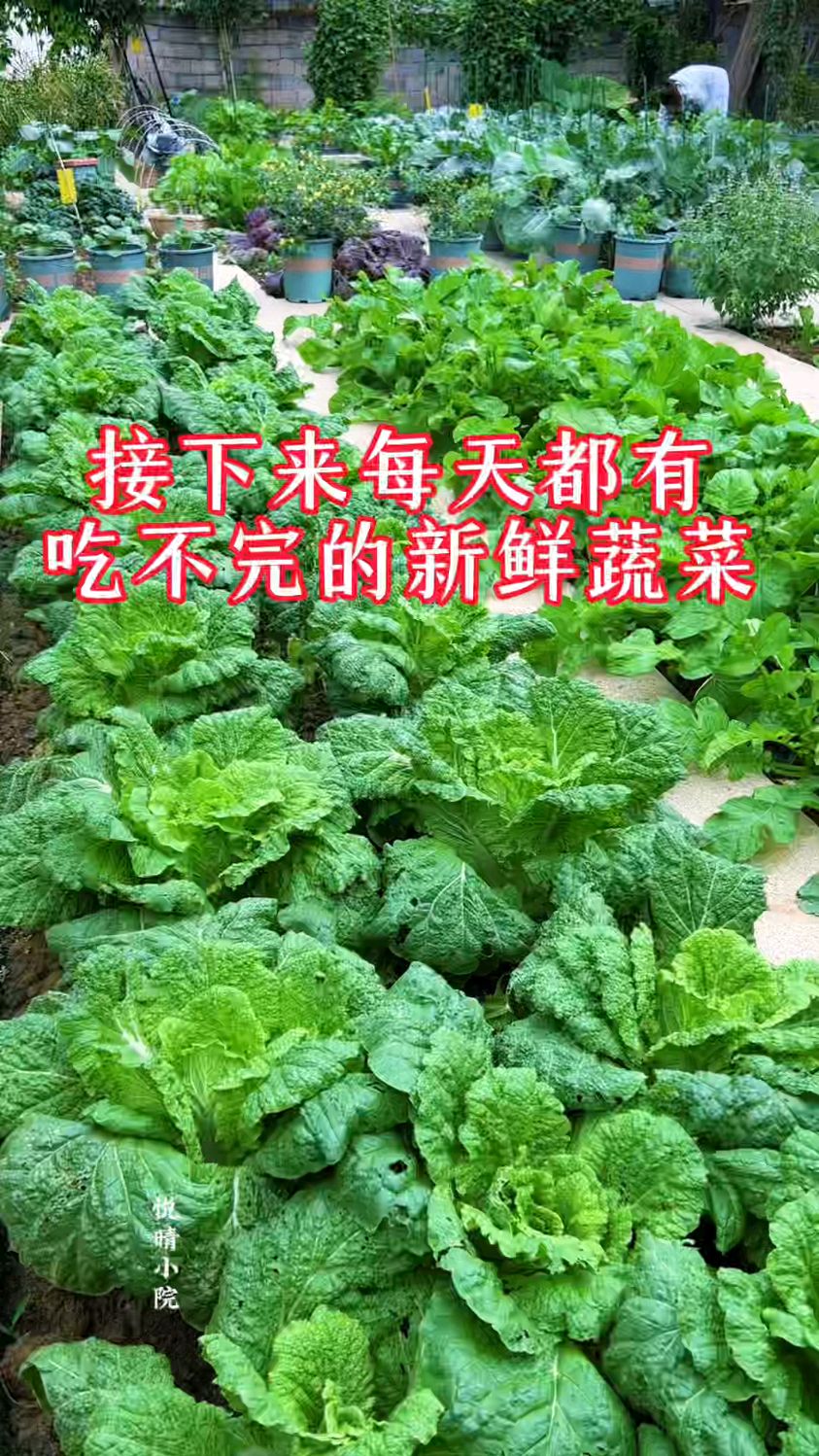 接下来每天都有吃不完的新鲜蔬菜啦