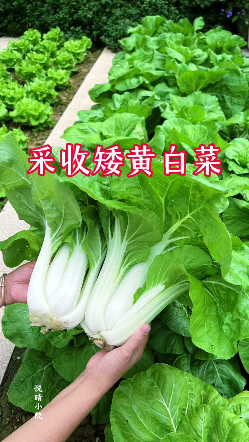 种植了一个月的矮脚黄白菜可以收获了