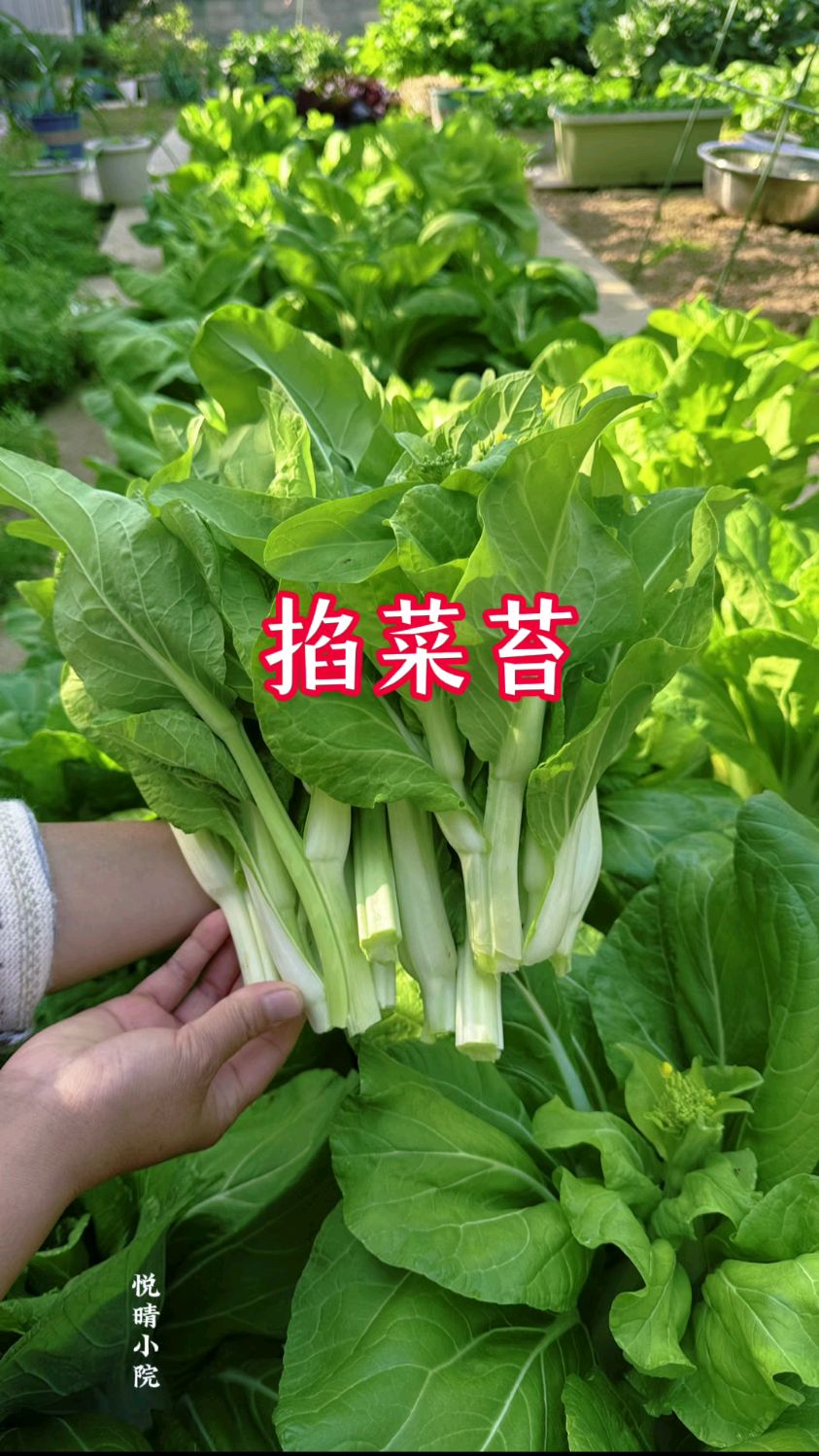 种来掐菜苔吃的矮脚黄白菜都陆续开始抽苔了