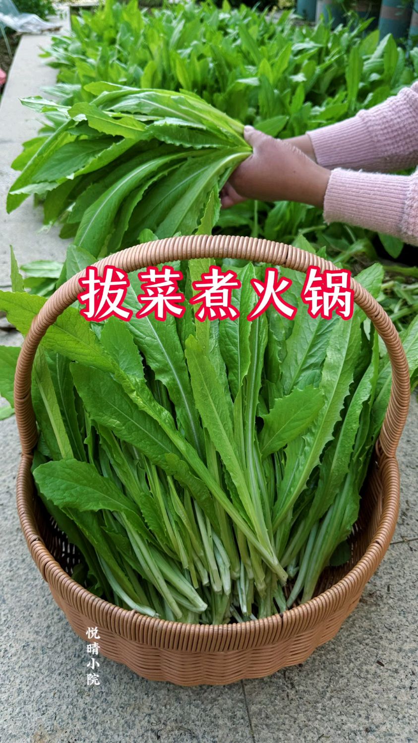 周末拔些蔬菜准备火锅