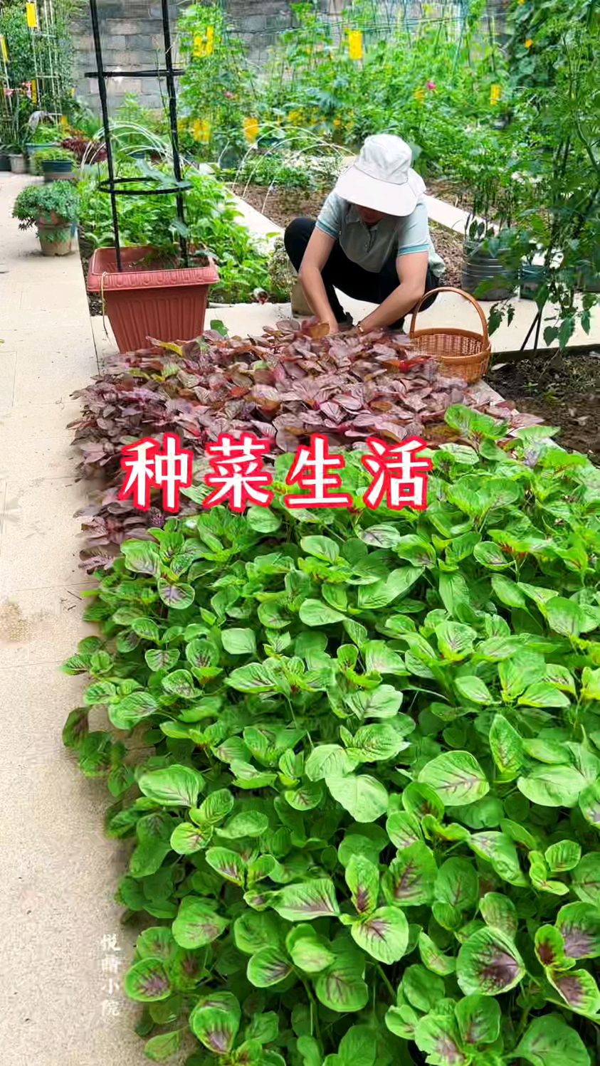 自从种菜后，手机里真的全菜的照片[捂脸]