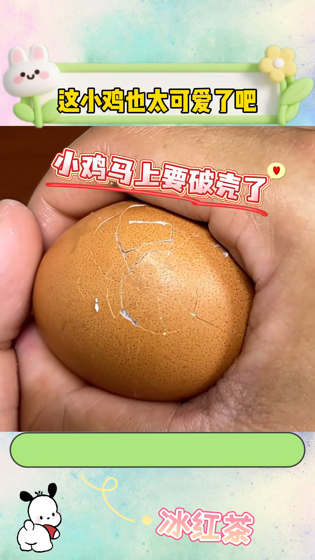 这小鸡也太可爱了吧