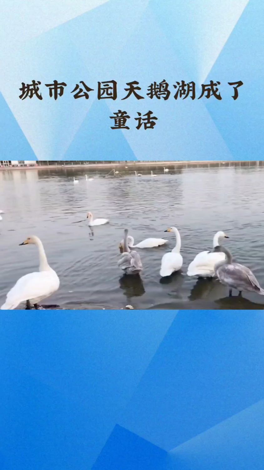城市公园天鹅湖成了童话