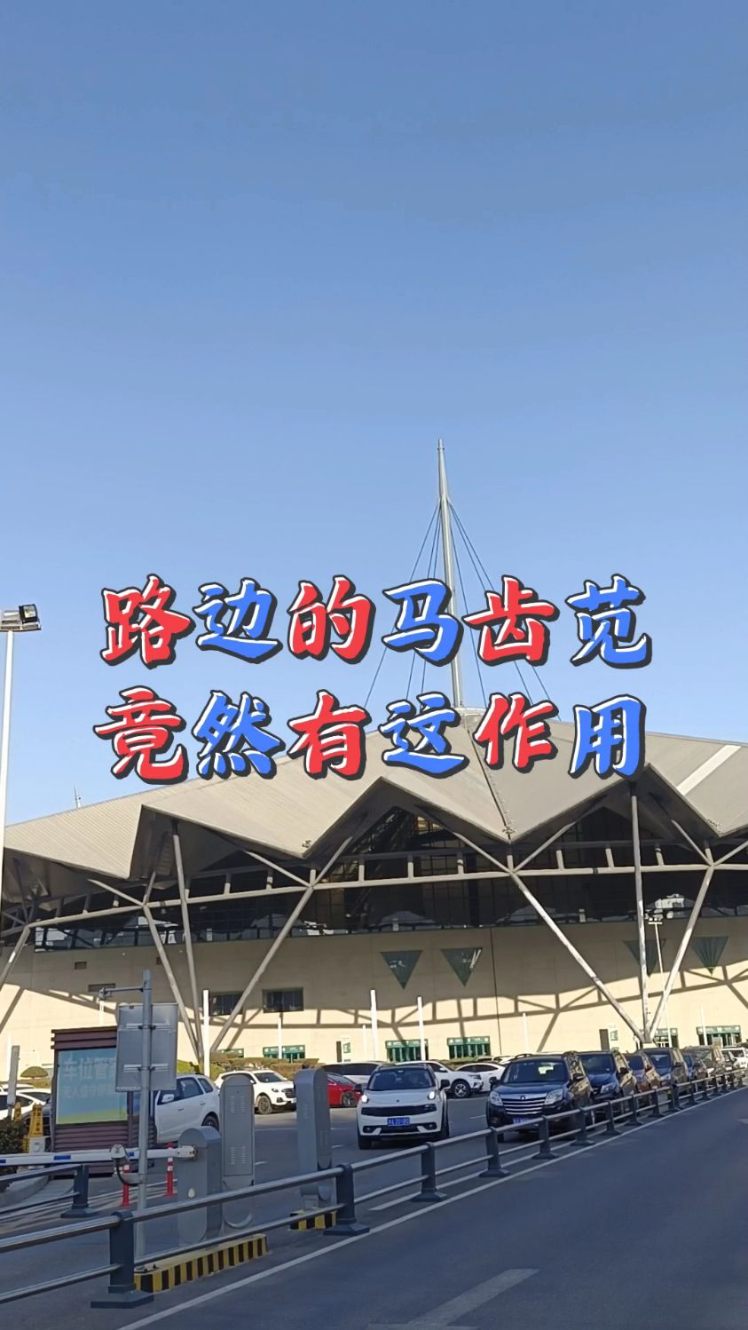 路边的马齿苋竟然有这作用