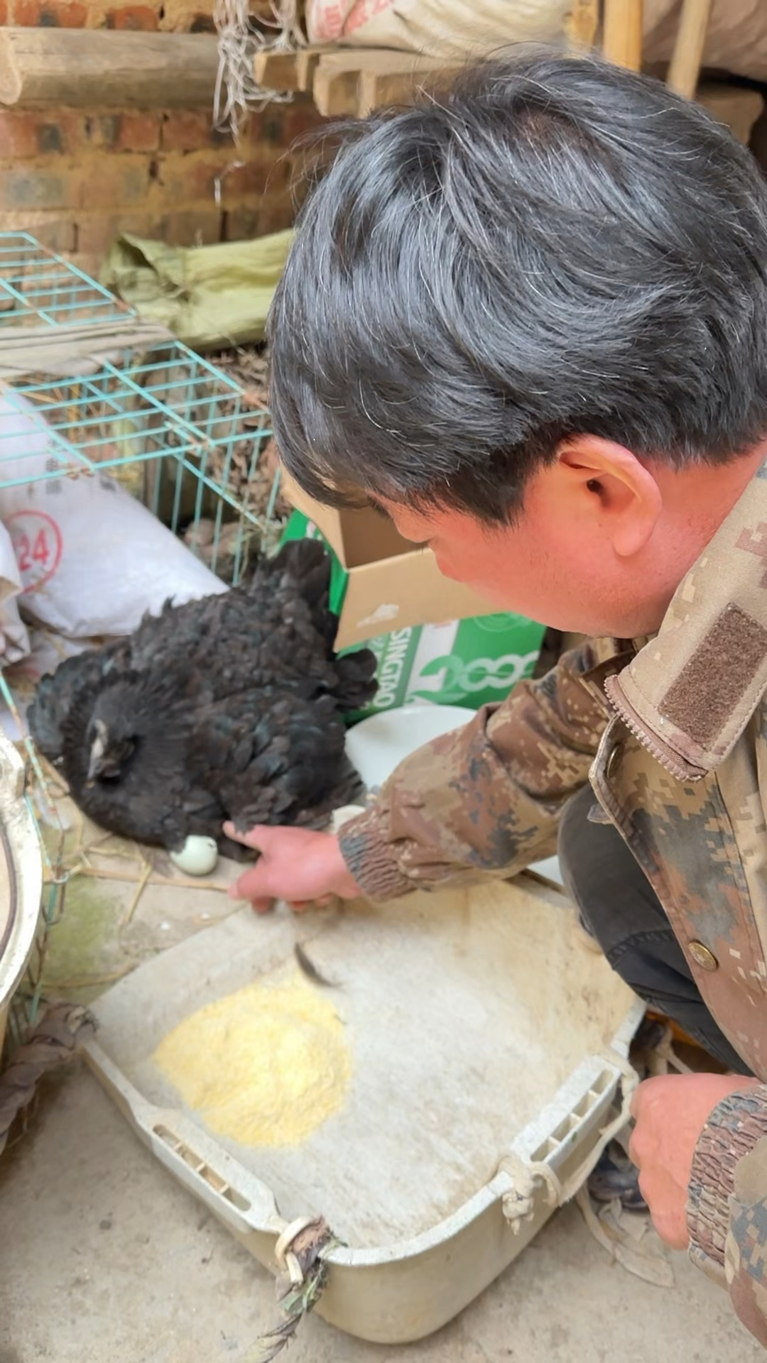农村生活母鸡孵蛋