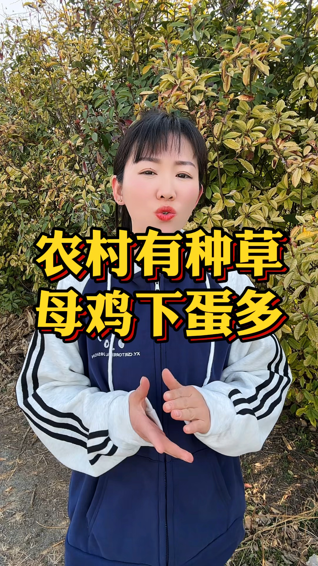 农村有种草 母鸡下蛋多