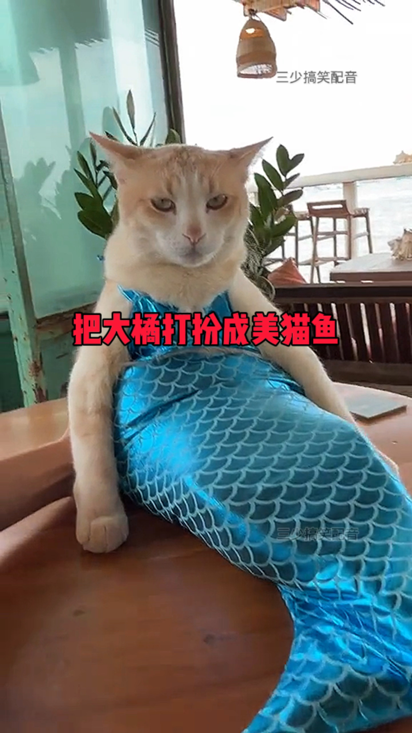 把大橘打扮成美猫鱼