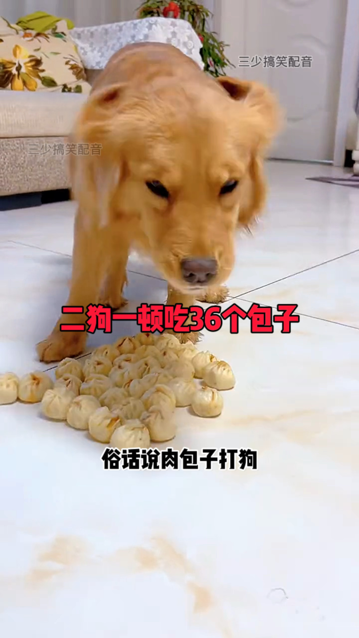 二狗一顿能吃36个包子