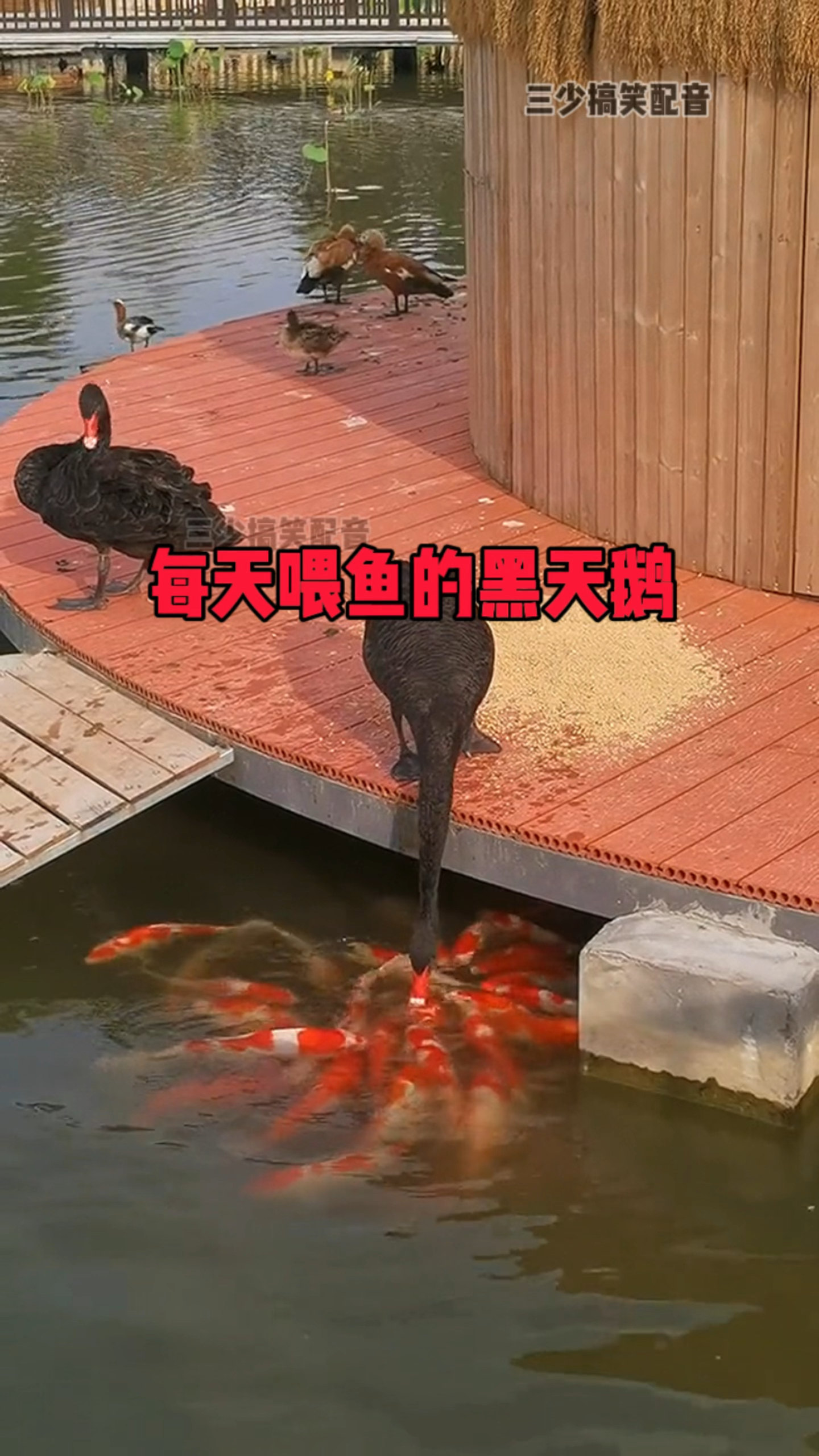每天喂鱼的黑天鹅