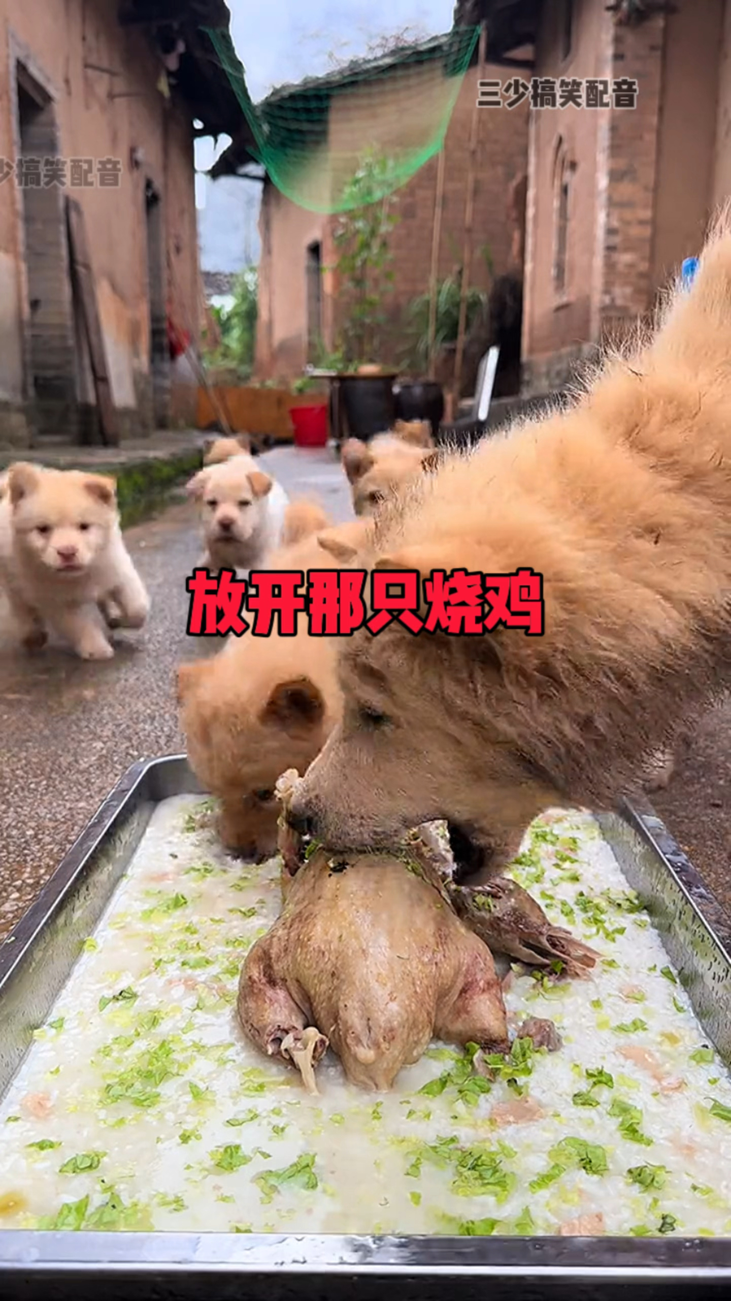放开那只烧鸡,叫我来