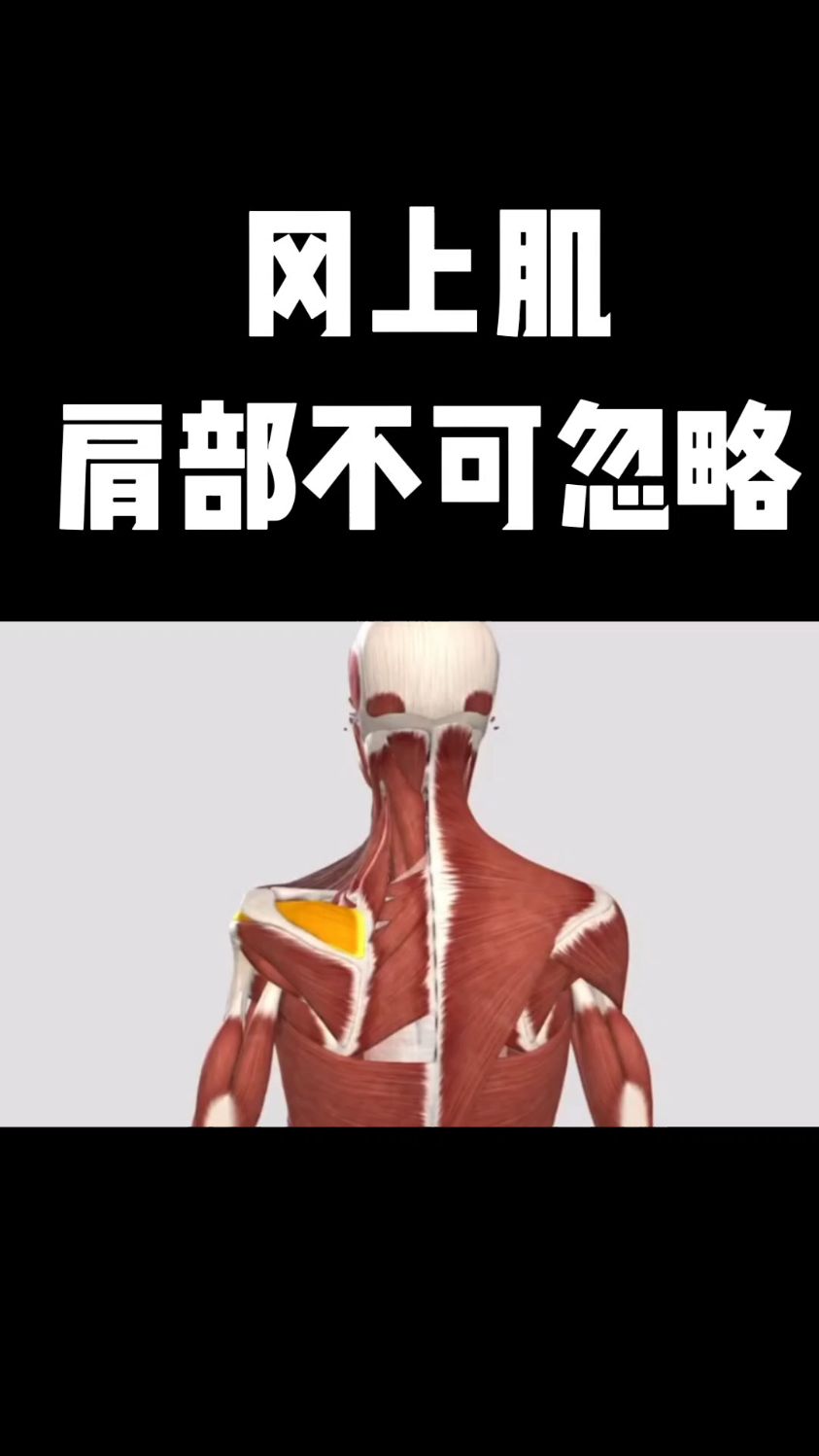 冈上肌肩部疼痛不可忽视的肌肉!