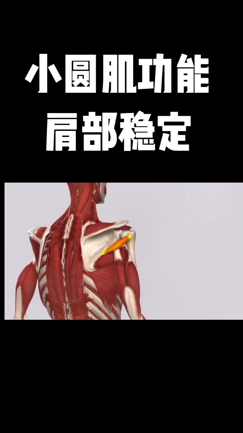 小圆肌功能解剖,稳定肩胛骨!