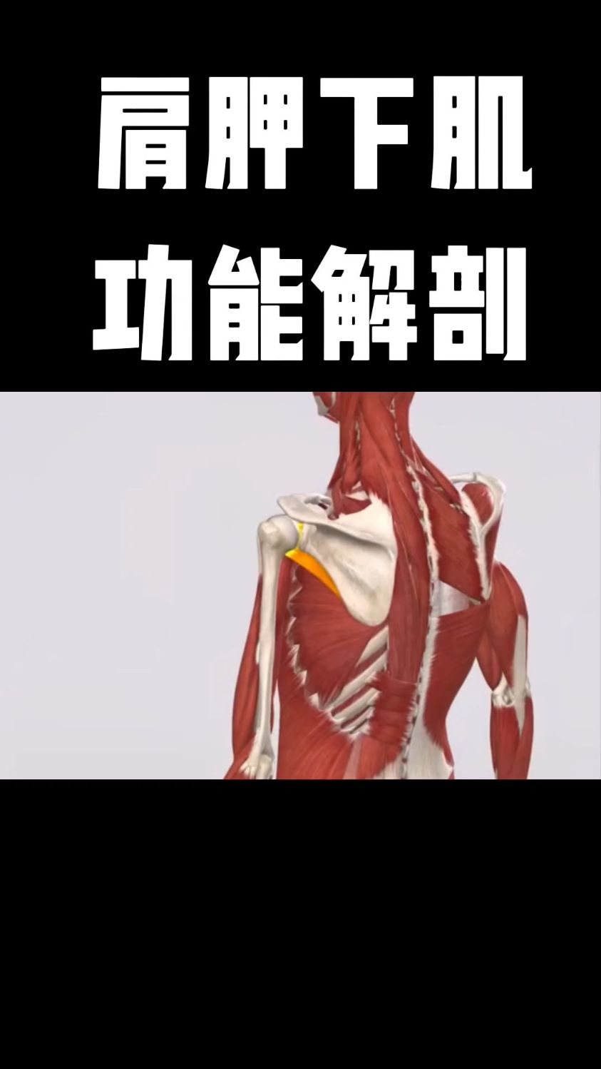 肩胛下肌功能解剖,肩部不适的一块肌肉!