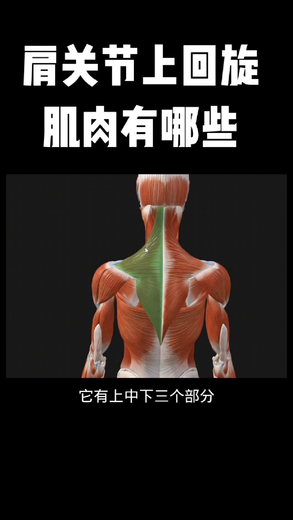 肩关节上回旋肌肉有哪些?