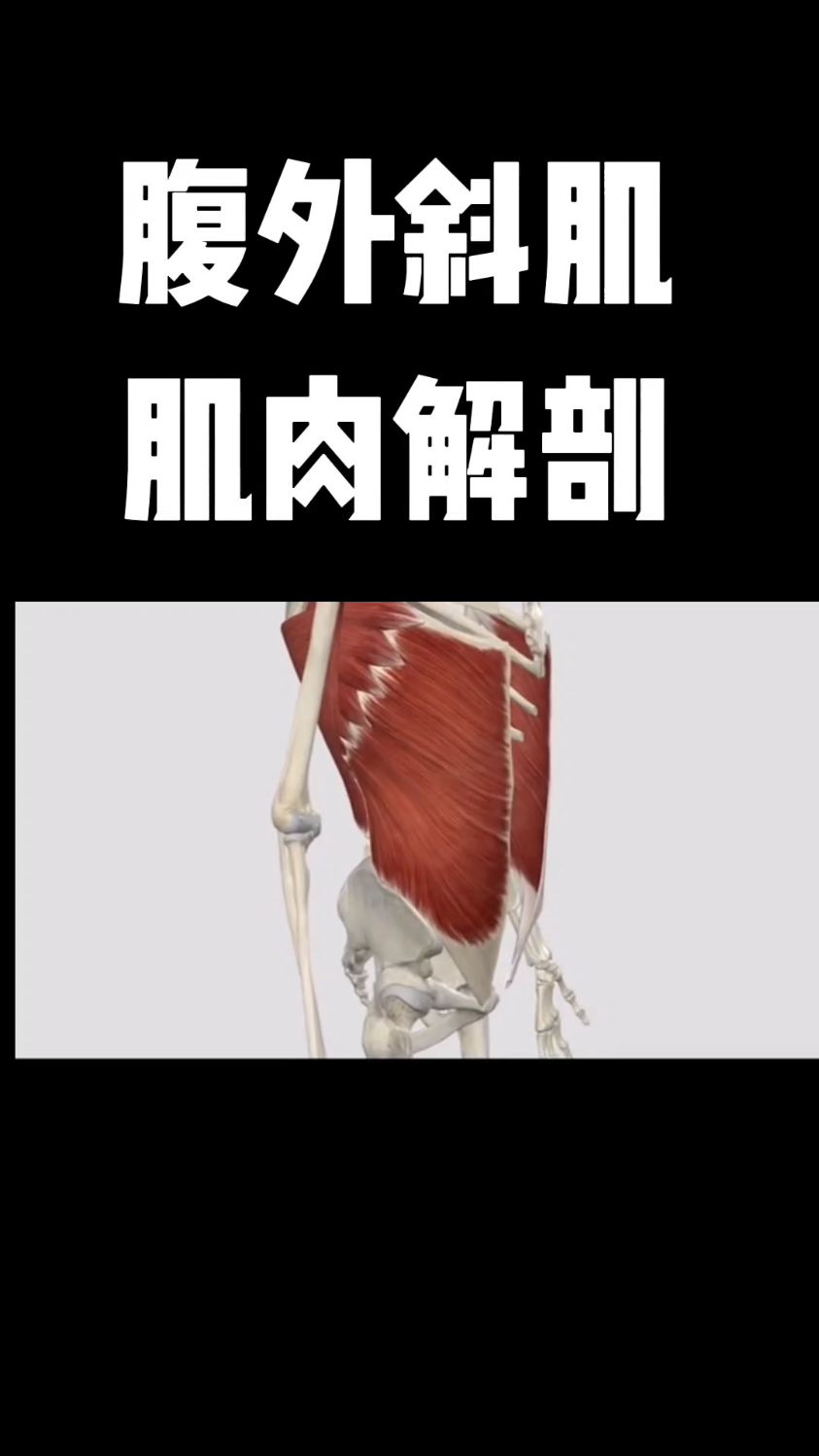 腹外斜肌肌肉解剖,你学会了吗?