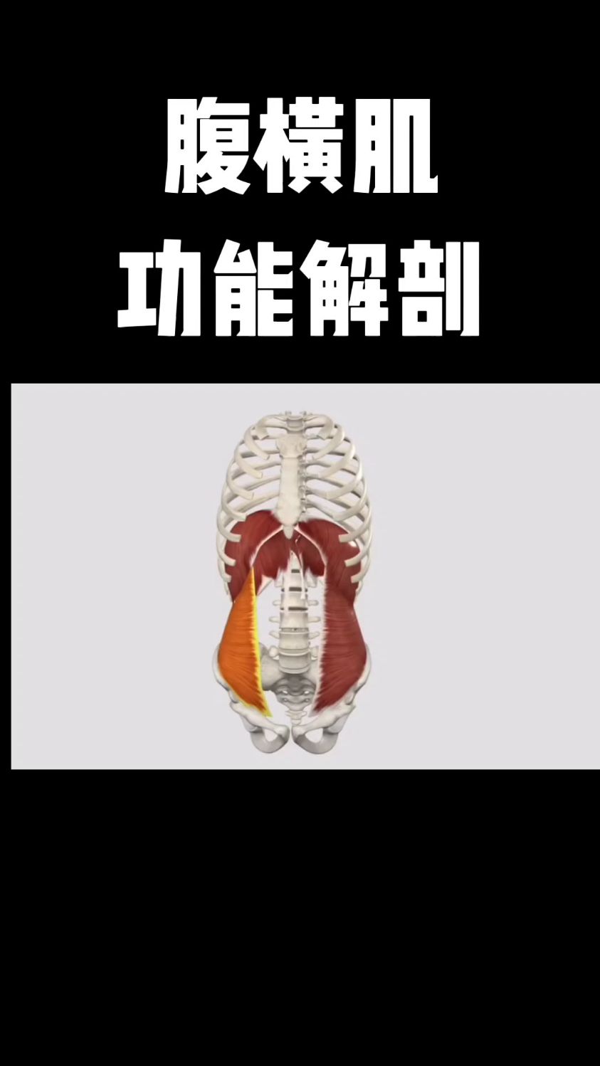 腹横肌功能解剖,你学会了吗?