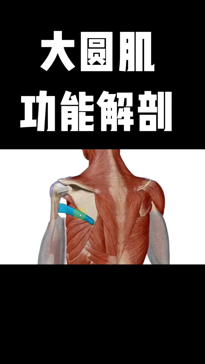 大圆肌功能解剖,你学会了吗?