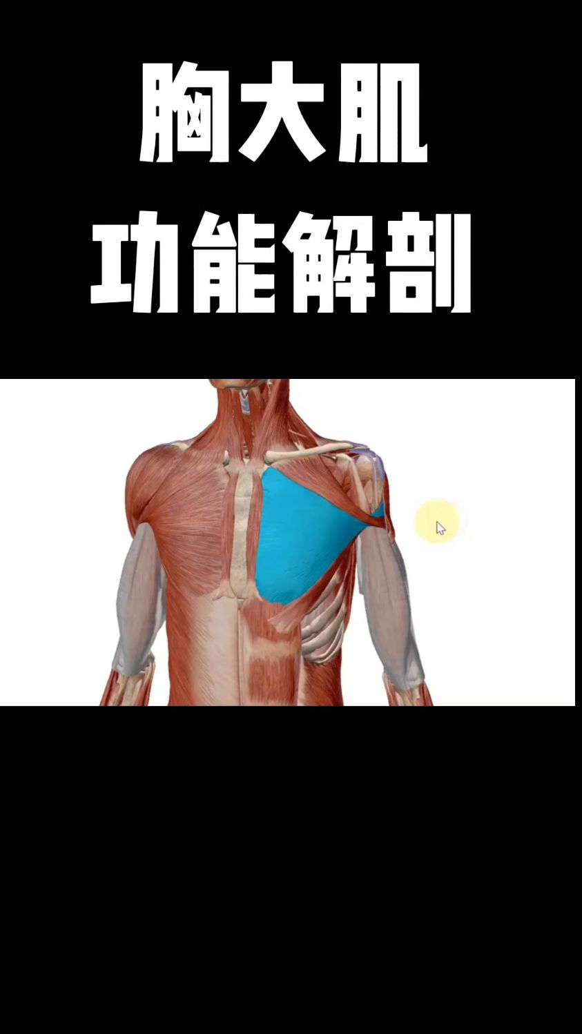 胸大肌功能解剖,你学会了吗?