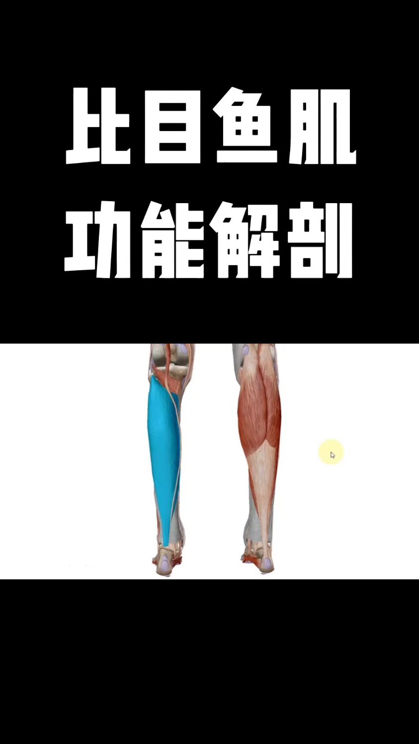 比目鱼肌功能解剖,你学会了吗?