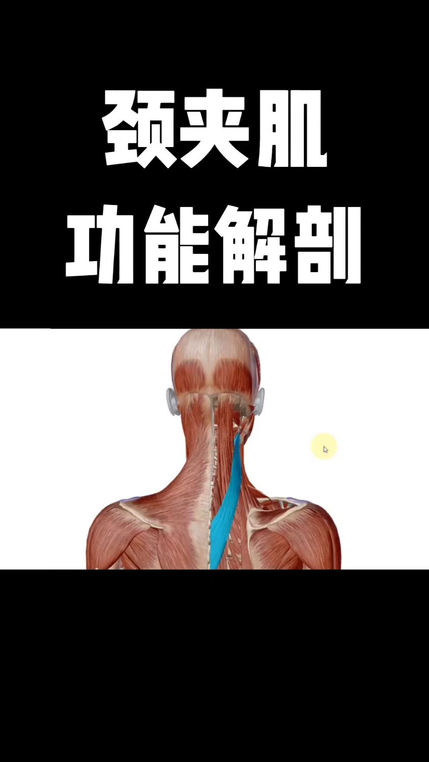 颈夹肌功能解剖,你学会了吗?