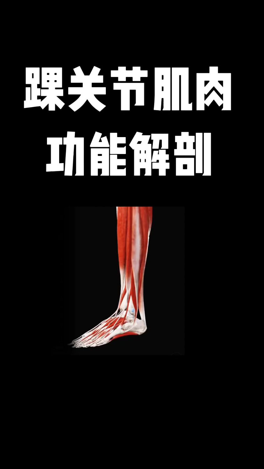 踝关节肌肉功能解剖,你学会了吗?