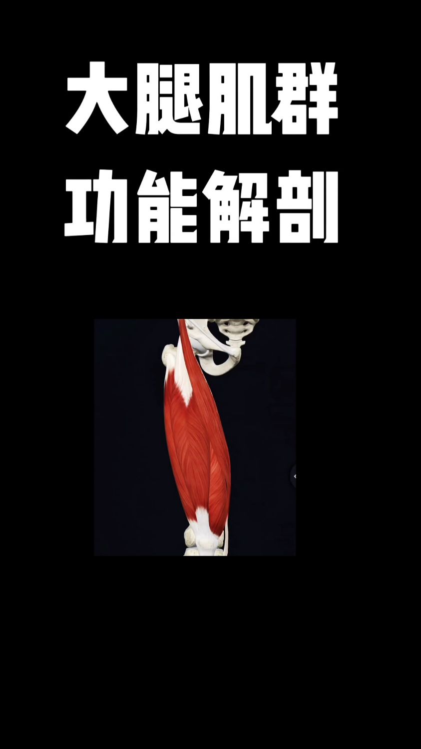 大腿肌群功能解剖,你学会了吗?