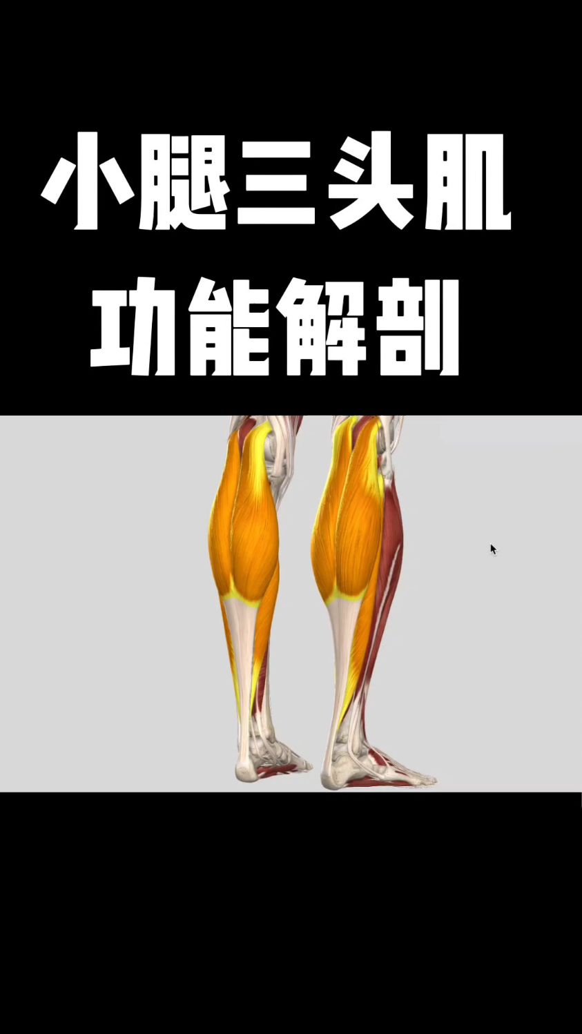 小腿三头肌功能解剖,你学会了吗?