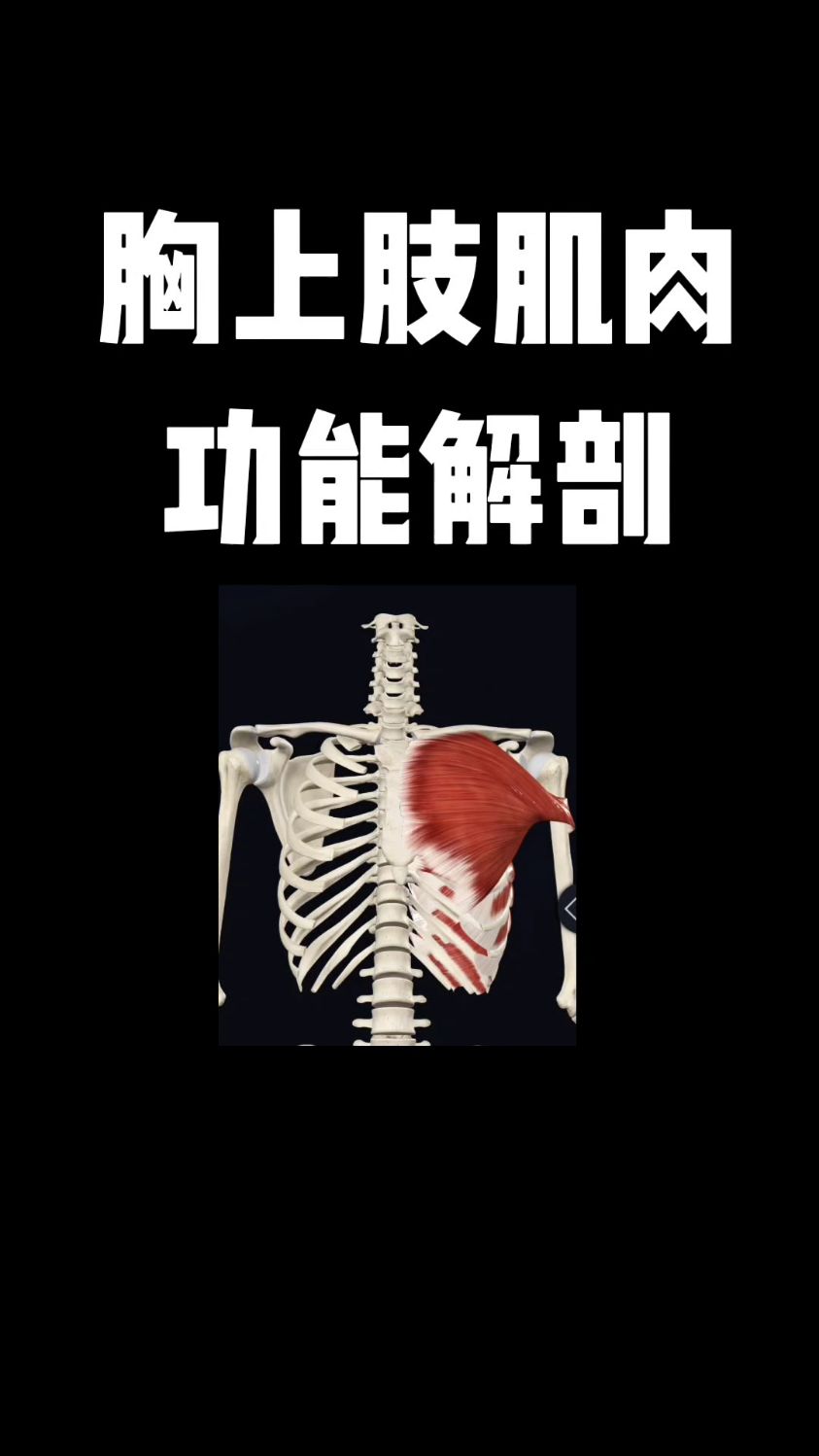 胸上肢肌肉功能解剖，你学会了吗？
