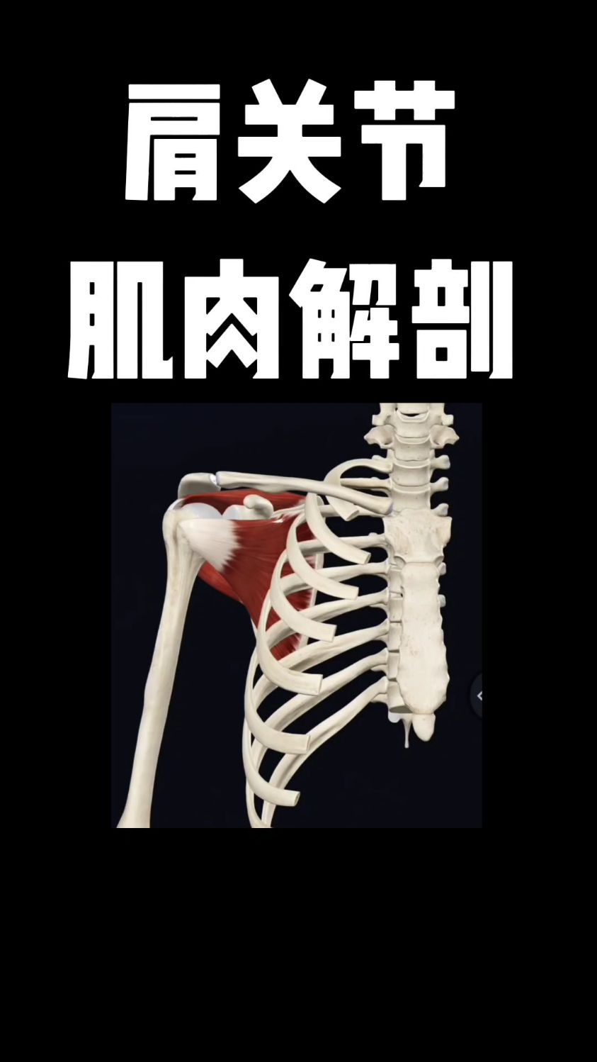 肩关节肌肉解剖，你学会了吗？