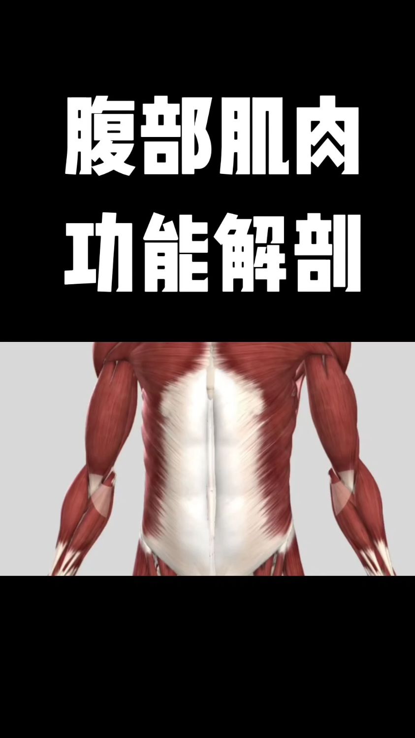 腹部肌肉功能解剖，你学会了吗？