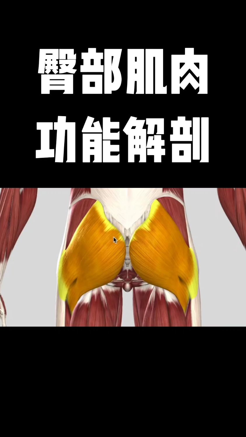 臀部肌肉功能解剖，你学会了吗？